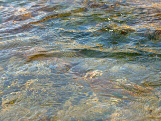 春の川　水の流れアップ114
