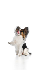 Cute, smart, fluffy, purebred Papillon dog calmly sitting with paw raised and tongue sticking out isolated on white background. Concept of animals, pet care, grooming, wellness. Copy space for ad
