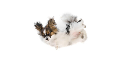 Fototapeta premium Top view of funny, purebred Papillon dog with funny ears and multicolored fur lying on back and smiling isolated on white background. Animals, pet care, grooming, wellness concept. Copy space for ad