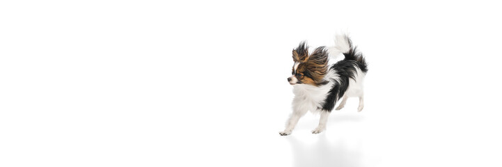 Active, playful purebred dog in motion, cheerfully running isolated on white background. Concept of animals, pet care, grooming, wellness, vet care. Copy space for ad