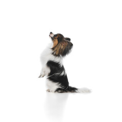 Smart, adorable, purebred Papillon dog sitting on hind legs and attentively looking upwards, following commands isolated on white background. Concept of animals, pet care, grooming, wellness