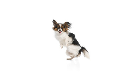 Funny, happy, purebred Papillon dog in motion with tongue sticking out, playing, jumping isolated on white background. Concept of animals, pet care, grooming, wellness, vet care. Copy space for ad