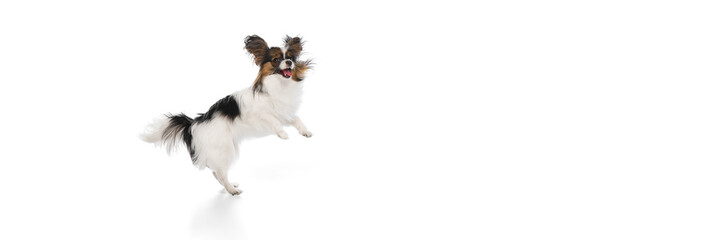 Funny image of happy purebred Papillon dog in motion, jumping with tongue sticking out, isolated on white background. Concept of animals, pet care, grooming, wellness, vet care. Copy space for ad