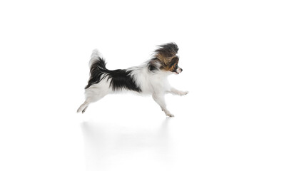 Obraz premium Active and playful Papillon dog with fluffy fur running, playing, exploring isolated on white background. Concept of animals, pet care, grooming, wellness, vet care. Copy space for ad