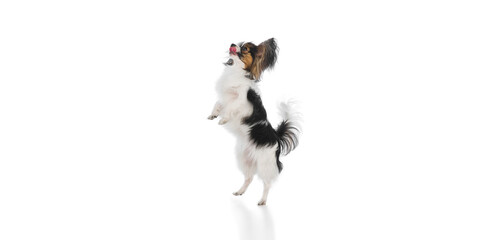 Adorable, purebred Papillon dog standing on hind legs with tongue out, catching food isolated on white background. Concept of animals, pet care, grooming, wellness, vet care. Copy space for ad