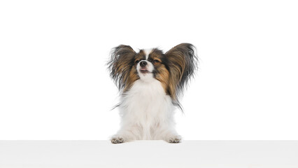 Adorable fluffy Papillon dog with bog ears sits attentively behind white surface, with closed sleepy eyes isolated on white background. Concept of animals, pet care, grooming, wellness