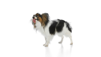 Fototapeta premium Funny purebred Papillon dog standing and licking with tongue sticking out isolated on white background. Concept of animals, pet care, grooming, wellness, vet care. Copy space for ad