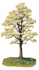 Tree vintage illustration botanical.