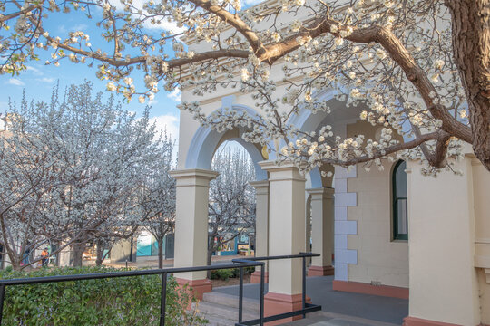 Spring blossoms and a small country town post office