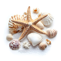 Seashells on a table on a light On white background