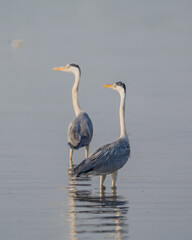 Graceful Gray Heron Standing in Shallow Water
