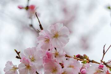 淡いピンクの桜が咲く春の訪れ