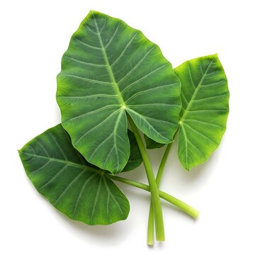 Fresh Taro Leaves (Arbi Patta), Edible Green Vegetable