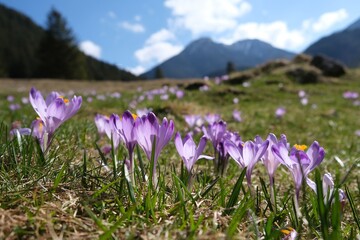Glade of blooming purple crocuses with mountains in background. Chochołowska Valley, Zakopane, Tatra Mountains, Poland © Iwona