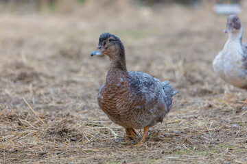 A duck is standing on a field of grass. The duck is brown and has a black beak