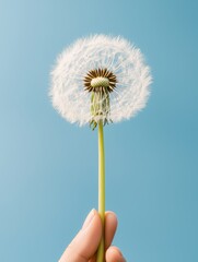 Fototapeta premium A hand hold a fluffy dandelion puff against a clear blue background, symbolizing wishes and dreams. The scene evokes a sense of peace and connection to nature fleeting wonders