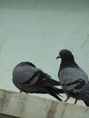 Beautiful indian Pigeon bird with green wall background