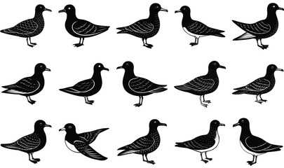 petrel vector bird