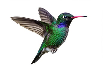 Obraz premium Photorealistic iridescent hummingbird with vibrant green and blue feathers in flight on white background