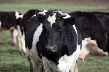 A cow with horns is standing in a field with other cows. The cow is black and white and has a curious expression on its face