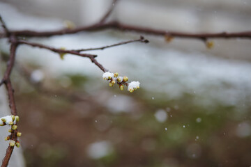 Close-up of spring buds covered in snow on a branch during unexpected cold snap
