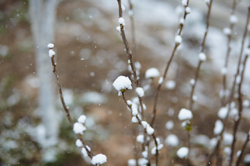 Snow-covered branches with blooming buds during unusual spring snow