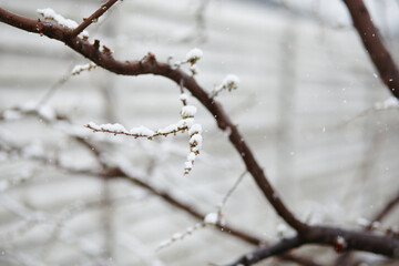 Thin snow-covered branches with new buds under snowfall, highlighting impact of spring frost on vegetation