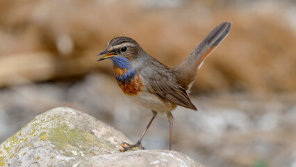 Bluethroat bird perching on rock	
