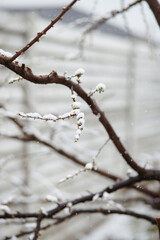 Delicate white snow caps covering fruit tree blossoms during spring frost