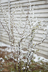 Bush branches with young buds and snow along a fence, showing delicate spring growth affected by sudden frost