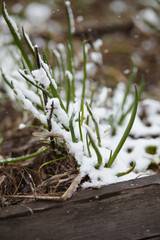 Closeup of green onion leaves covered in snow in a wooden garden bed, capturing early planting threatened by frost