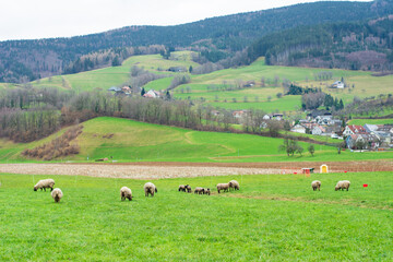 Grazing sheep in a lush green valley surrounded by gentle hills and charming houses during a...