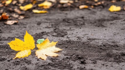 Two Vibrant Yellow Maple Leaves Resting on Dark Damp Ground Surrounded by Fallen Leaves and a Small Green Piece of Trash for Recycling Initiative Focus