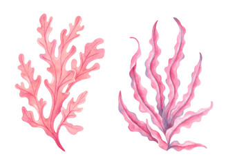 Pink underwater seaweed branch. Watercolor illustration. Ocean botanical seaweed clipart. Hand drawn isolated art. Natural form of marine flora. Suitable for tourism themes, children's design