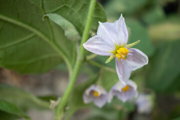 A close-up of a delicate brinjal flower in bloom, showcasing its pale purple petals and vibrant yellow stamens against a soft green background.
