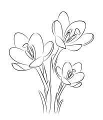  The sketch of a snowdrop flower.
