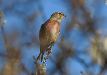 Linotte mélodieuse dans la lande - Bretagne