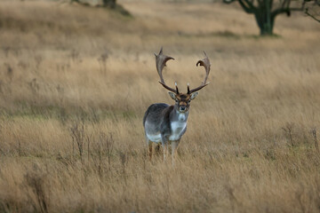 A fallow deer (Dama dama) standing in a golden field of tall grass during winter. The Amsterdamse Waterleidingduinen in Duizendmeterweg, Bentveld, The Netherlands. 