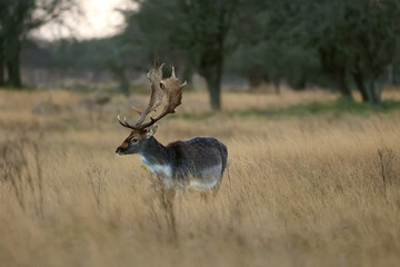 A fallow deer (Dama dama) standing in a golden field of tall grass during winter. The Amsterdamse Waterleidingduinen in Duizendmeterweg, Bentveld, The Netherlands. 