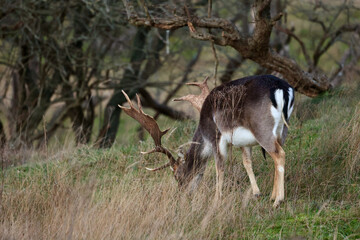 A fallow deer (Dama dama) standing in a golden field of tall grass during winter. The Amsterdamse Waterleidingduinen in Duizendmeterweg, Bentveld, The Netherlands. 