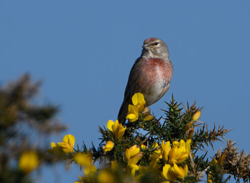 Linotte m&eacute;lodieuse dans la lande - Bretagne