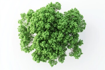 Fototapeta premium Lush green treetop view vibrant summer foliage aerial perspective isolated on white background isolated on transparent background