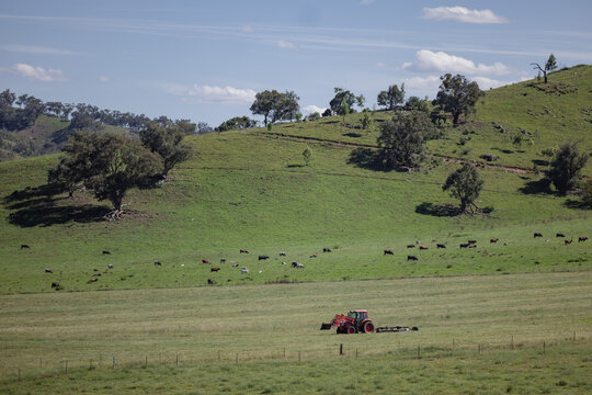 Lush green hills with cows grazing and red tractor in open field under clear sky