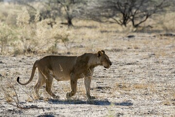 Famiglia di leoni che si nutre, botswana africa