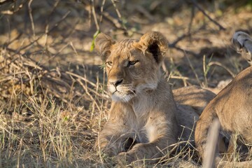 leonessa e il suo cucciolo nella savana africana
