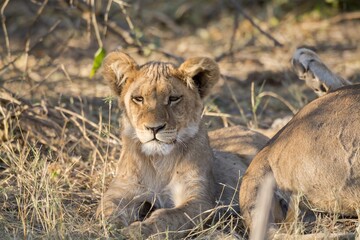 leonessa e il suo cucciolo nella savana africana
