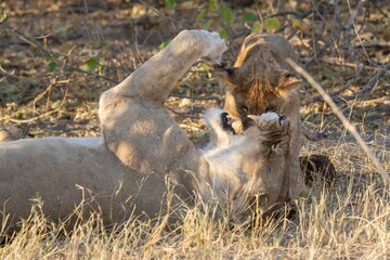 leonessa e il suo cucciolo nella savana africana
