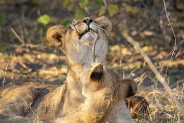 leonessa e il suo cucciolo nella savana africana
