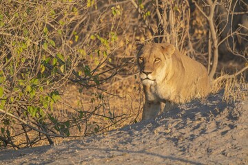leonessa e il suo cucciolo nella savana africana

