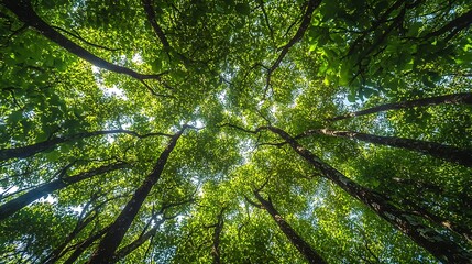 Upward View Lush Green Tree Canopy Sunlight Shining Through Leaves Skyward Perspective